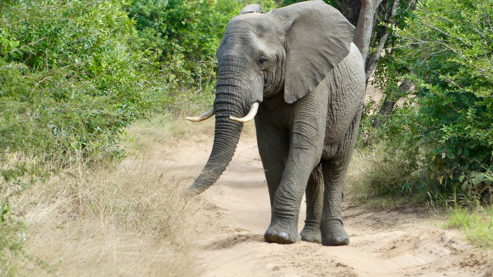 Elephant walking